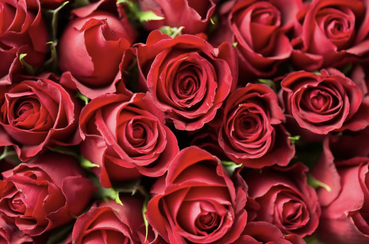 Roses close up